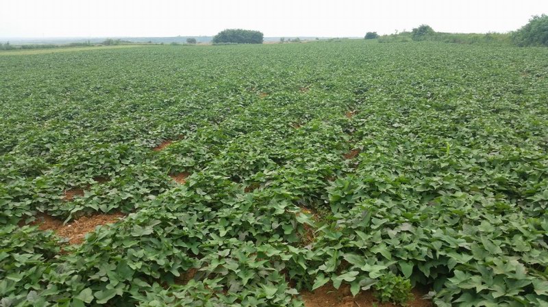 远离污染源的山地、红黏土无公害种植基地